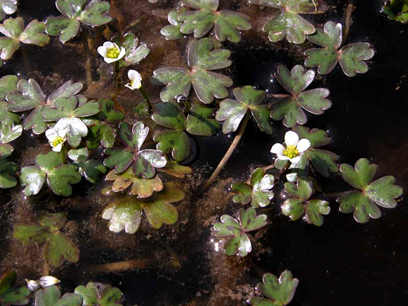 Three-lobed Crowfoot